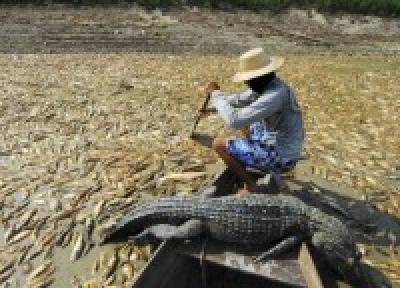 Амазонка засыхает, осталяя после себя трупы рыб и крокодилов