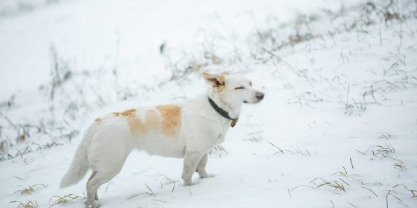 На юго-восток Приморья пришел очередной циклон с метелью и сильным ветром