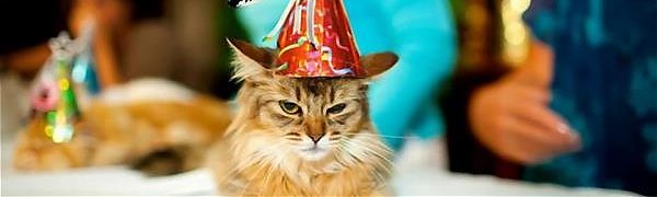 В Книгу рекордов Гиннесса попала старейшая в мире кошка