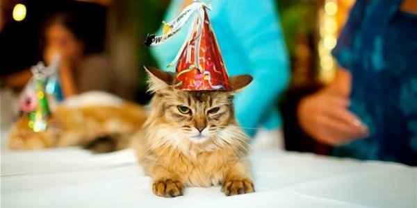 В Книгу рекордов Гиннесса попала старейшая в мире кошка