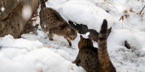 Потепление и небольшой снег: прогноз погоды на пятницу на Примпогоде