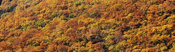 Высокий класс пожарной опасности леса сохраняется в Приморье