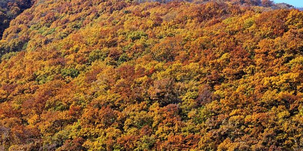 Высокий класс пожарной опасности леса сохраняется в Приморье