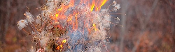 Правительство России запретило выжигать сухую траву