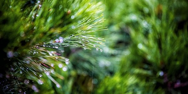 В выходные дни в Приморье будет тепло и дождливо