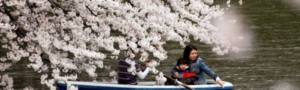 В Токио установилось аномальное тепло и зацвели вишни