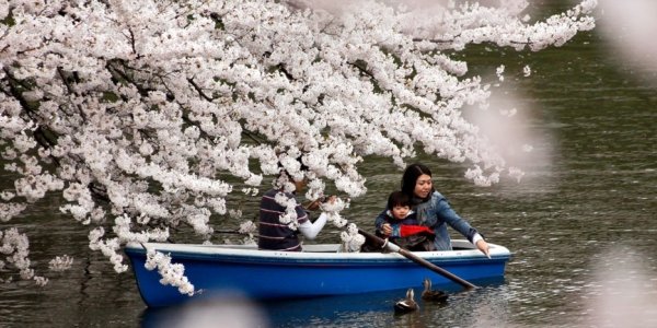 В Токио установилось аномальное тепло и зацвели вишни