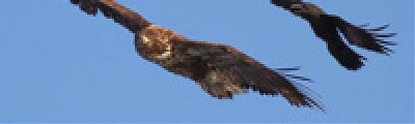 Орланы во Владивостоке