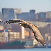 Орланы во Владивостоке