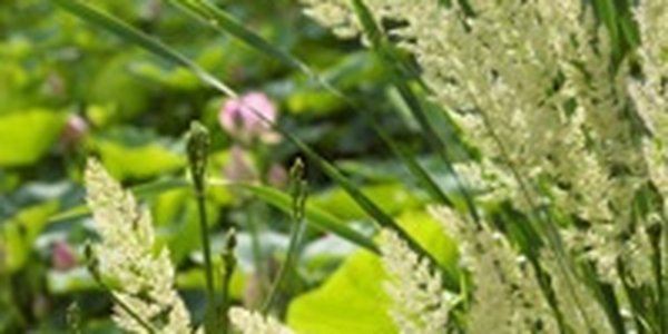 Каким оказался июль 2010г. в Приморье?