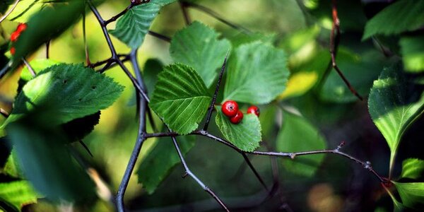 Завтра в Приморье станет немного прохладнее, местами пройдёт небольшой дождь