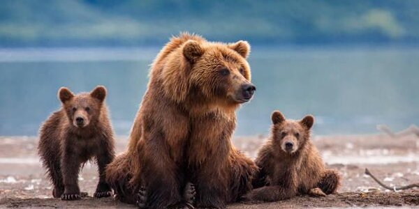 Власти Камчатки хотят убить 500 медведей в Кроноцком заповеднике