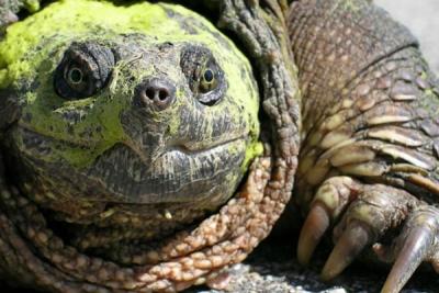 На Дальнем Востоке нашли Каймановую черепаху из США