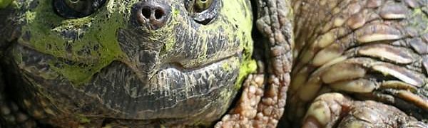 На Дальнем Востоке нашли Каймановую черепаху из США