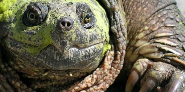 На Дальнем Востоке нашли Каймановую черепаху из США