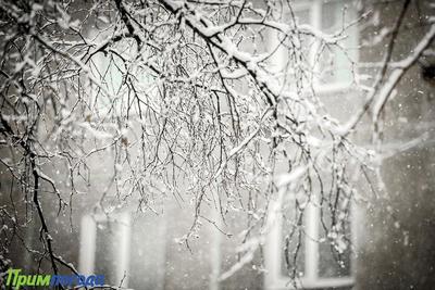 Последний день зимы принесёт мокрый снег в Приморье