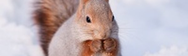 В выходные праздновался День защиты белок