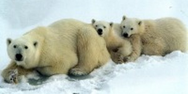 В московском зоопарке родились белые медвежата