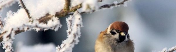 Предстоящая зима в России будет холоднее прошлой