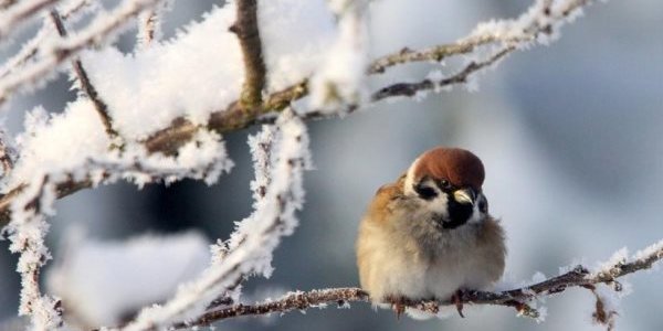 Предстоящая зима в России будет холоднее прошлой