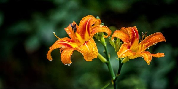 Дождливая погода сохранится в Приморье до конца недели