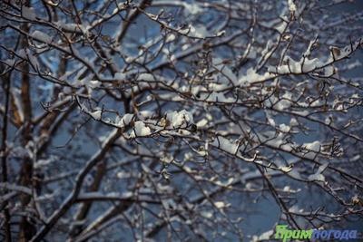 В пятницу в Приморье придёт короткое потепление и снег