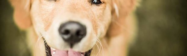 Лабрадоры оказались самыми популярными собаками в Москве