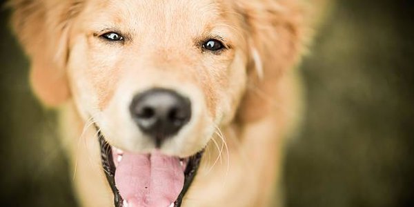 Лабрадоры оказались самыми популярными собаками в Москве