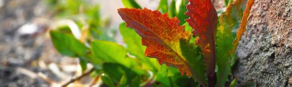 Ко второй половине недели в Приморье похолодает