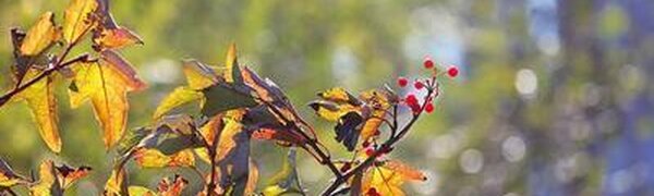 В Приморье похолодает в начале следующей недели