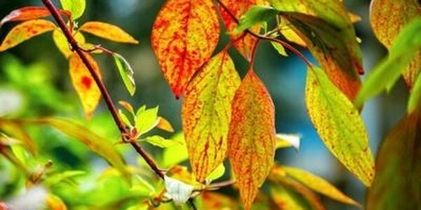 «Бабье лето» в Приморье, продолжавшееся около недели, закончилось