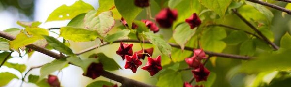 Приближение осени ощущается в Приморье по утрам