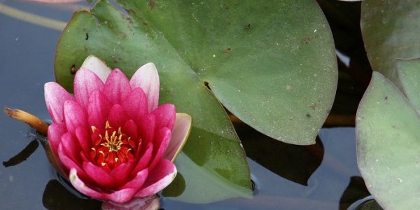 Вторая декада июля в Приморье была чрезвычайно влажной