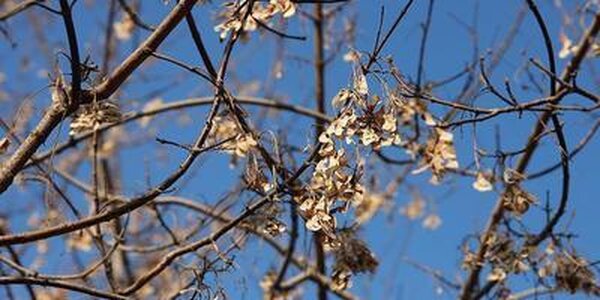 Оттепели до +5 °С ожидаются в Приморье в четверг