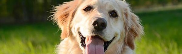 В Шотландии прошёл фестиваль золотистых ретриверов