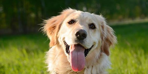 В Шотландии прошёл фестиваль золотистых ретриверов