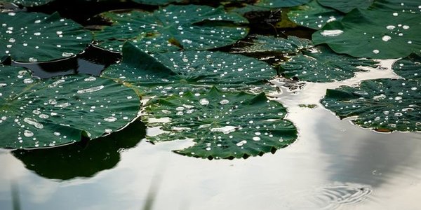 Во второй половине дня Приморье вновь ожидают дожди и грозы