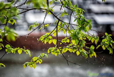 В Приморье продолжаются кратковременные дожди, местами с грозами
