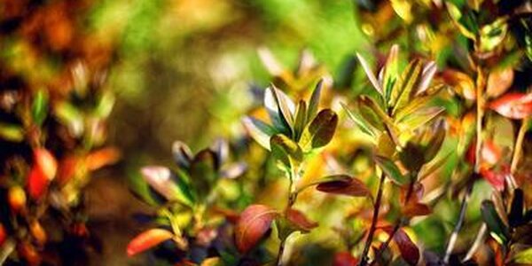 Уточненный прогноз погоды на выходные дни в Приморье и Владивостоке