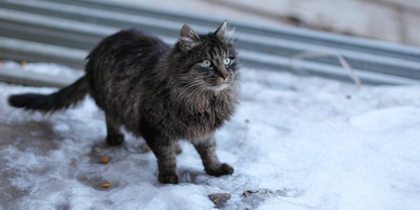 Циклон принес в Приморье осадки в виде снега