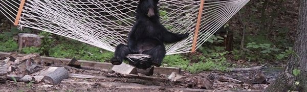 Медведь в гамаке напугал жителей Флориды