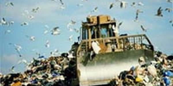 Свалку на Горностае рекультивируют особыми растениями