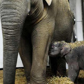 Малыши трех мировых зоопарков «вышли в свет» (ФОТО)