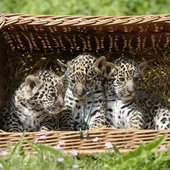 Малыши трех мировых зоопарков «вышли в свет» (ФОТО)