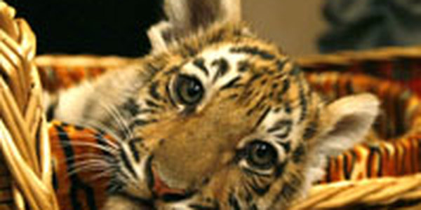 Судьба тигренка решена, но требуется помощь