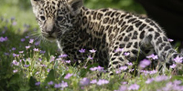 Малыши трех мировых зоопарков «вышли в свет» (ФОТО)