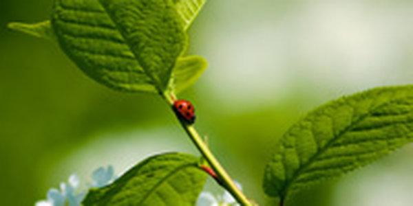 Закончилась весна. Каким был ее последний месяц в Приморье?