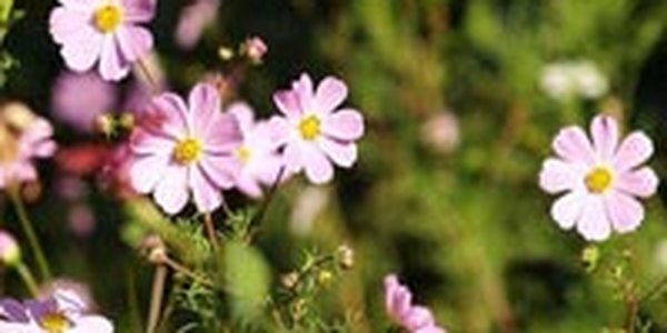 В выходные радоваться летней погоде приморцам снова не придется