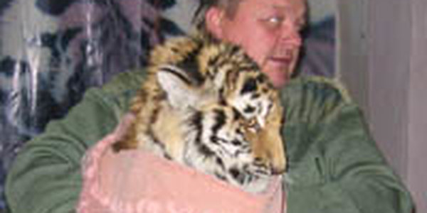 Молодого тигра-сироту скоро выпустят на волю