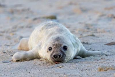 В Китае от браконьеров спасли 37 детёнышей тюленей
